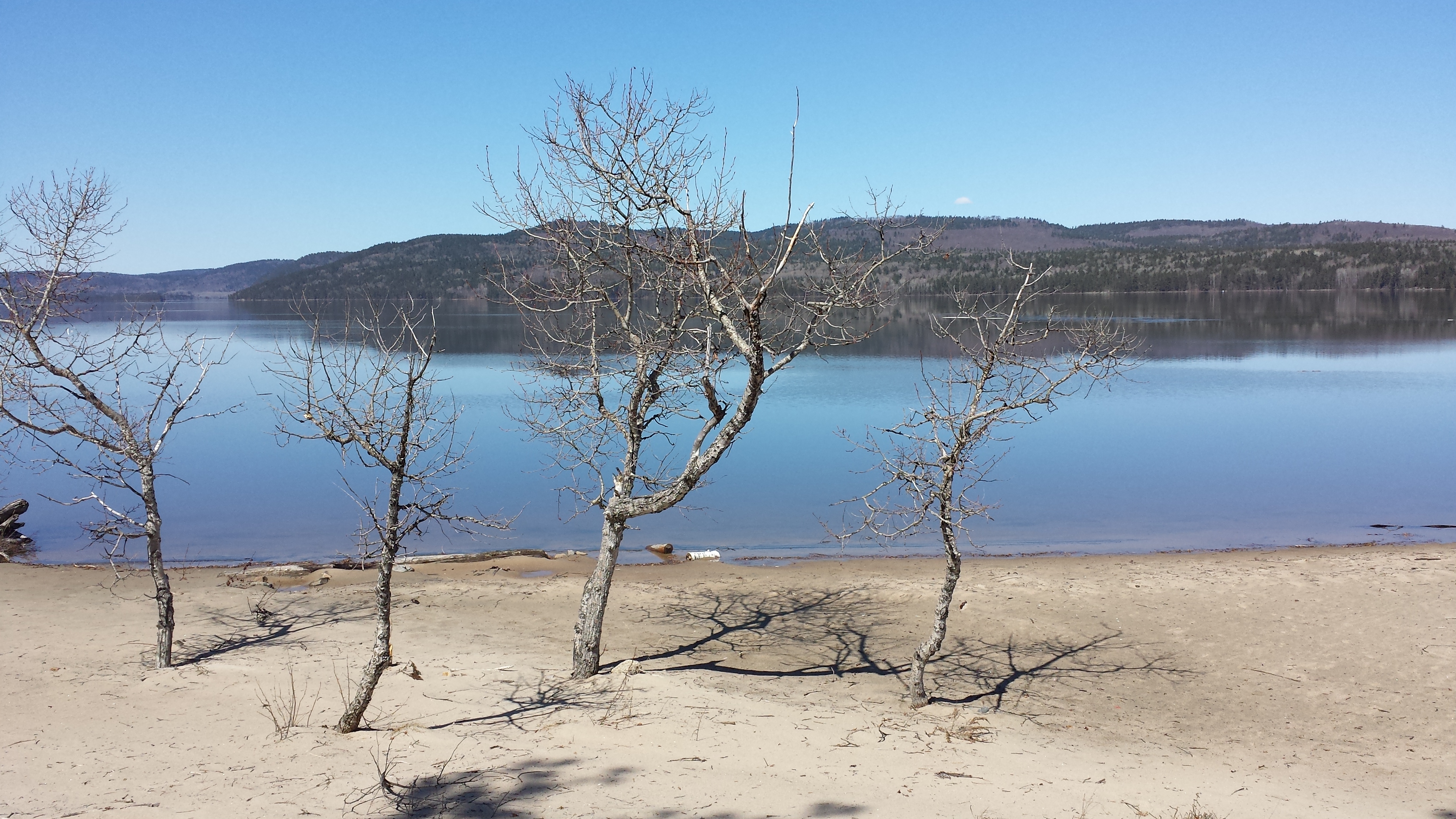 A dancer and three trees