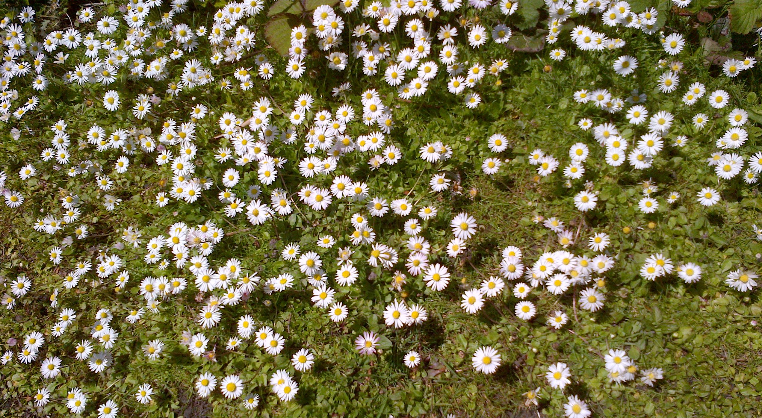 daisies