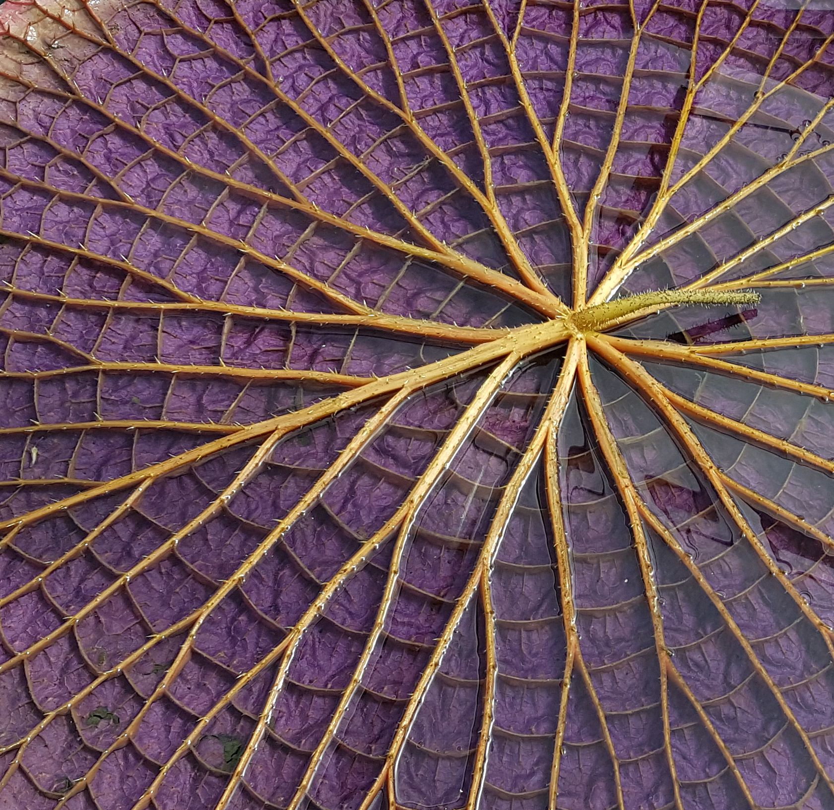 giant amazon water lily adelaide botanical gardens