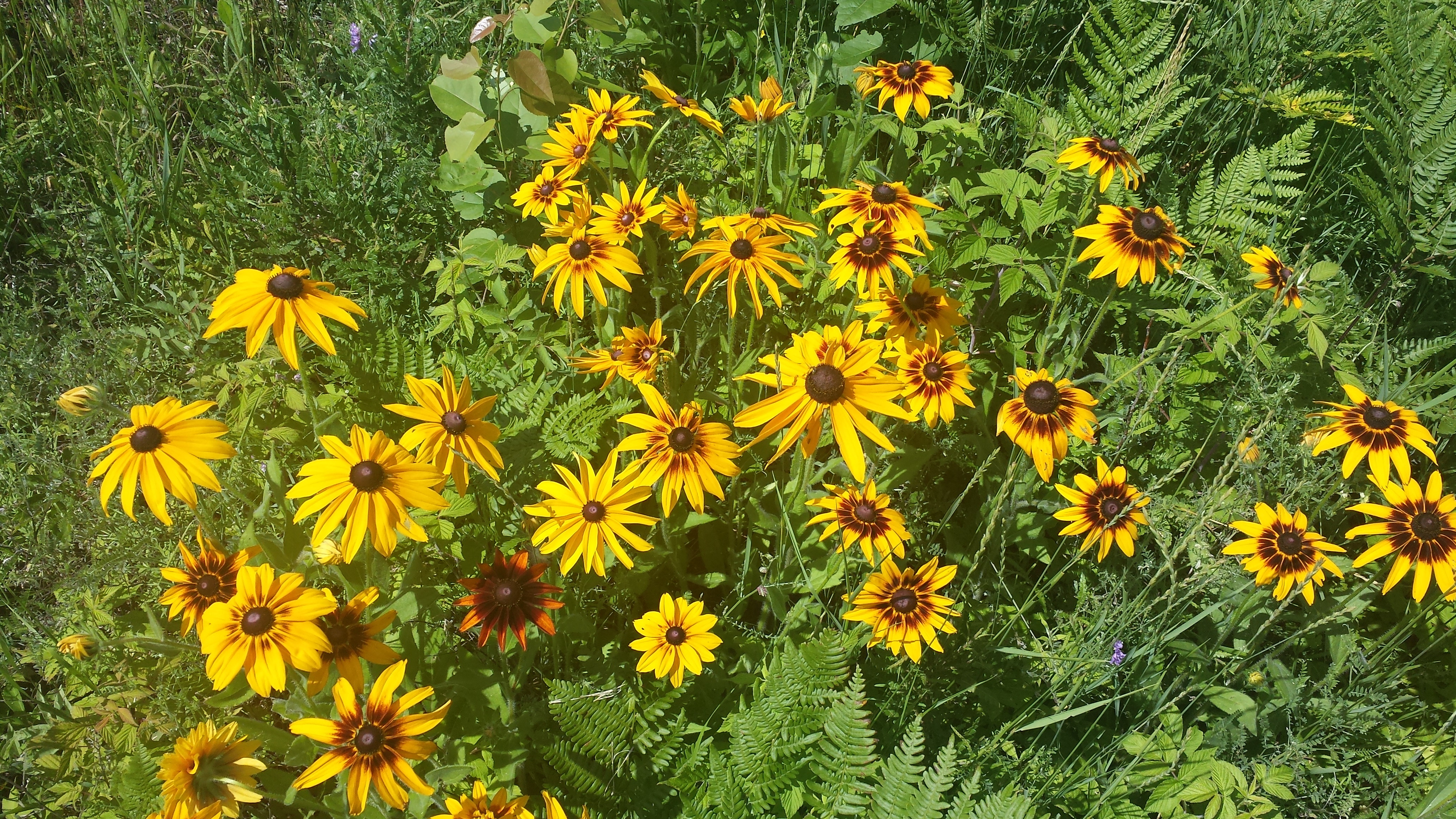 Black-eyed susans