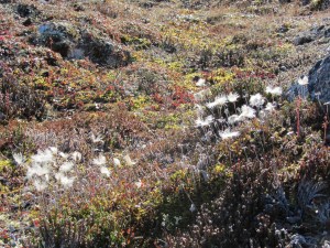 Fluffy Dr Seuss grass on Qaummaarviit island