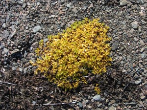 Poddy yellow plant on Qaummaarviit island, Nunavut, Canada