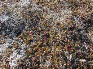 Red berries on Qaummaarviit island