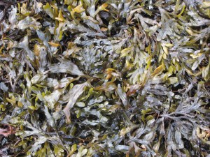 Slippery seaweed