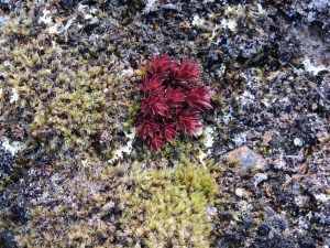 Spiky red plant on Qaummaarviit island