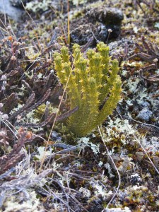 Spiky yellow plant on Qaummaarviit island
