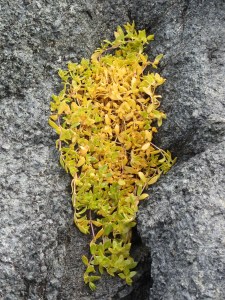 Yellow plant growing between the rocks on Qaummaarviit island