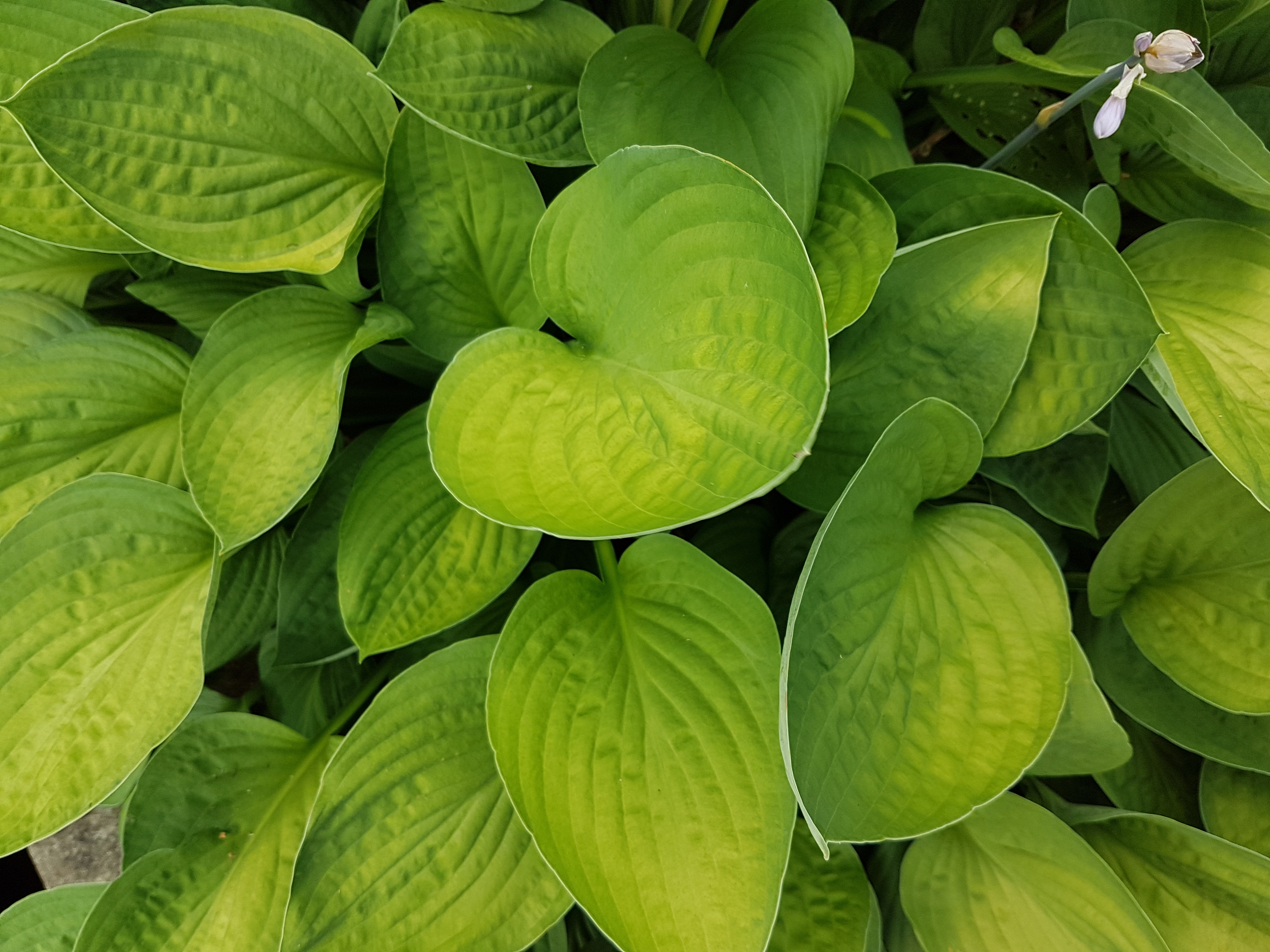 hostas