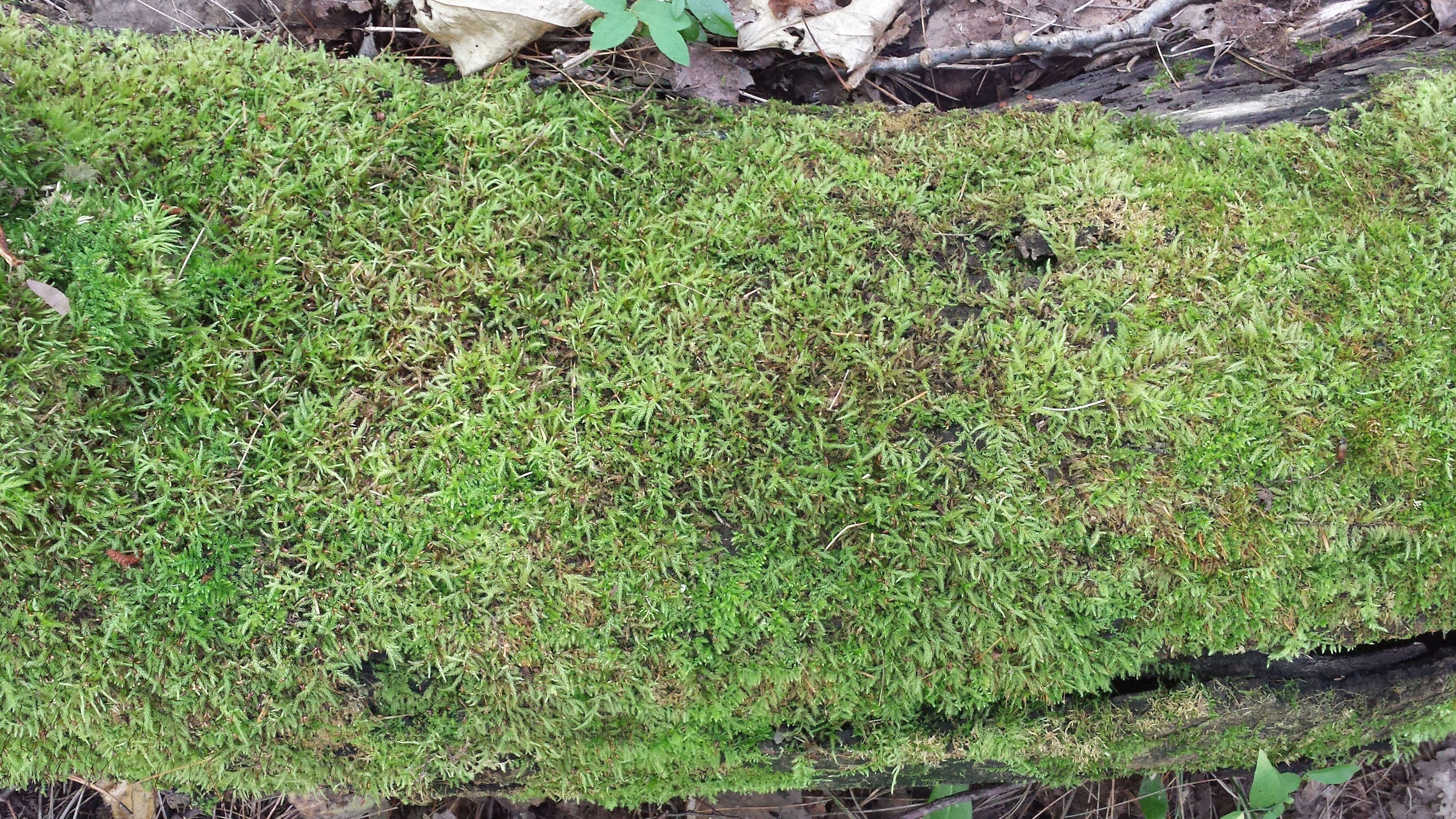 mossy log