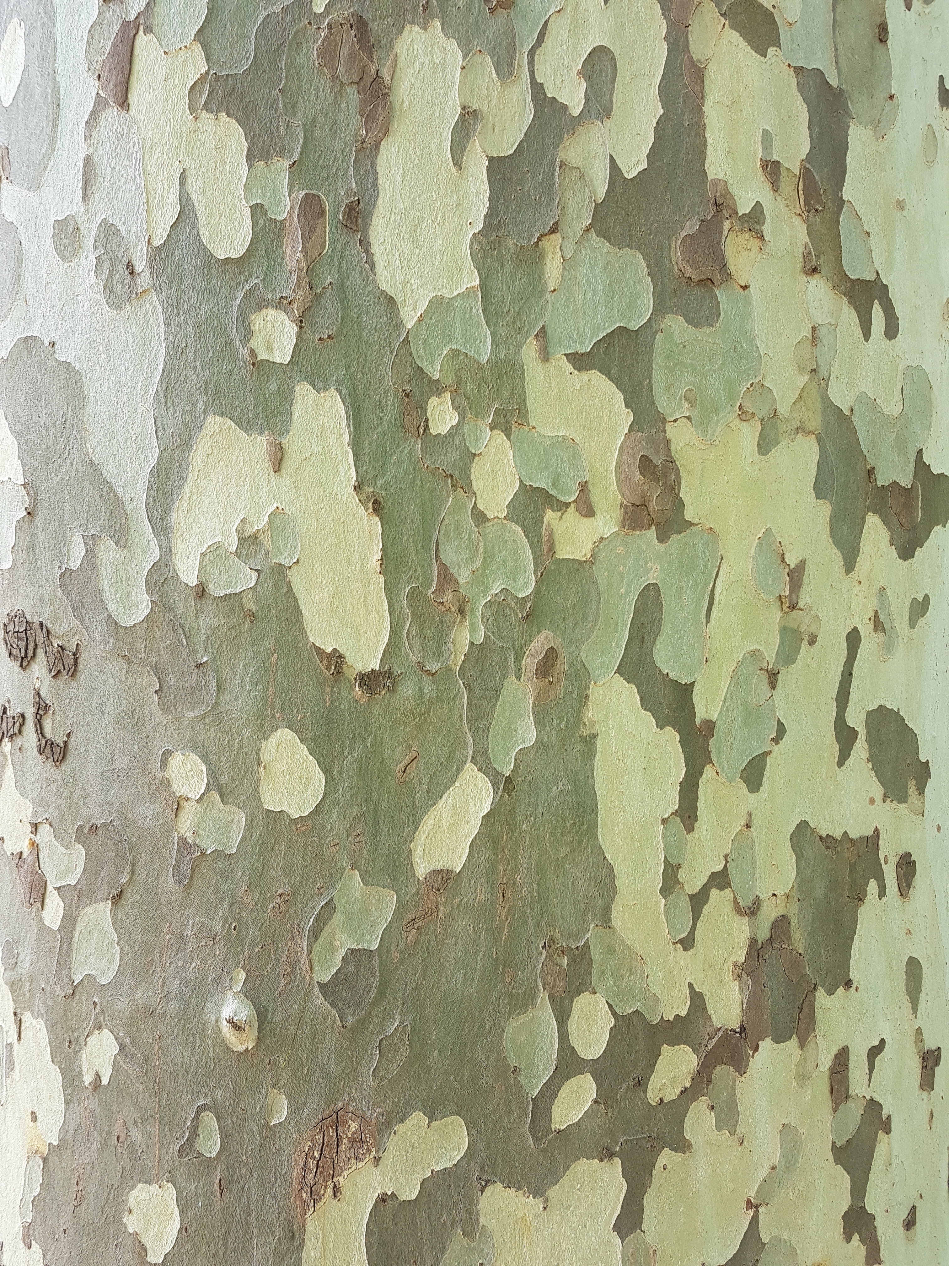 plane tree adelaide botanic garden