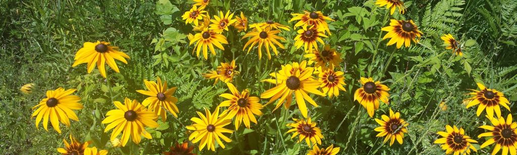 Black-eyed Susan's in an empty lot near my old house.
