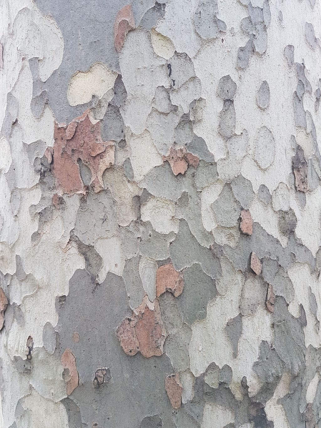 Plane Trees